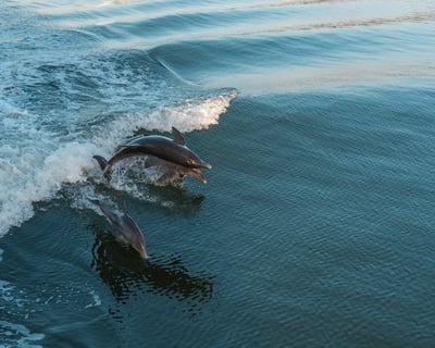 Cruise Captiva Island on a 1.5-Hour Dolphin Tour