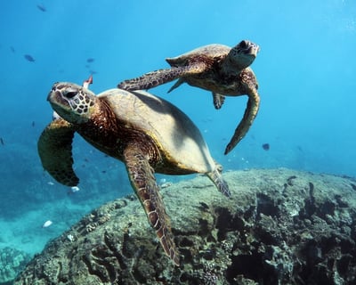 Turtle Canyon Snorkel with Turtles & Reef Fish