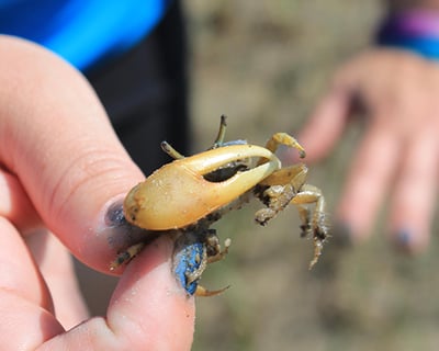 Explore A Salt Marsh Trek On Tybee Island