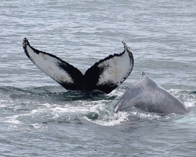 Newburyport Whale Watch & Dolphin Cruise