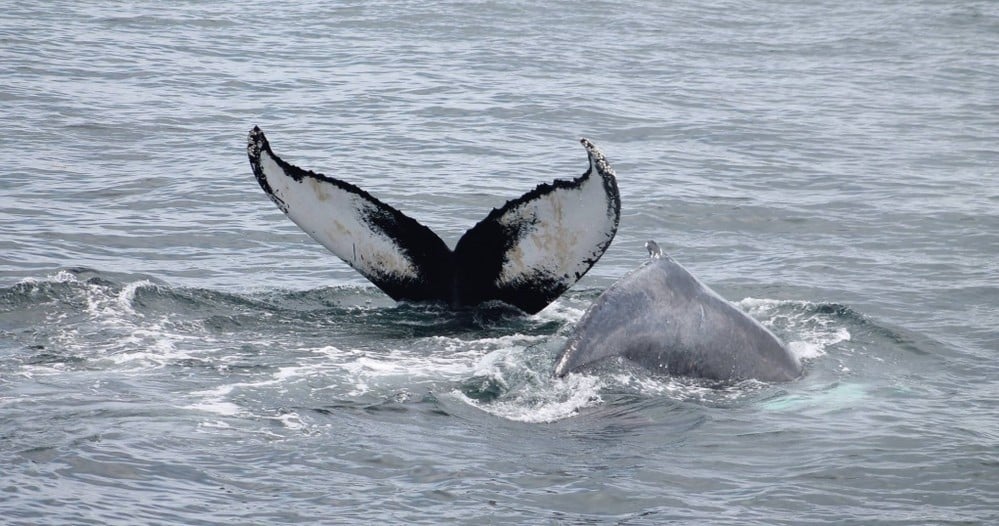 Newburyport Whale Watch & Dolphin Cruise