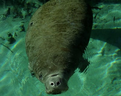 Clear Kayak Wildlife Tour in Silver Springs