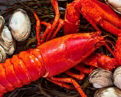 Clambake at Sea Sunset Dinner Cruise