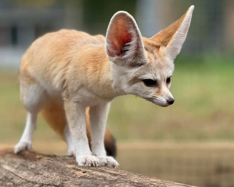 Fox Encounter & Farm Tour in Bremen