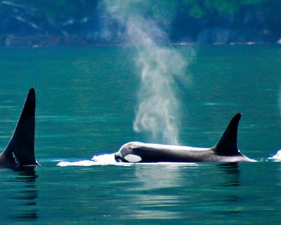 Ketchikan 4-Hour Whale Watching Tour