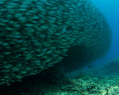 Snorkel Or 2-Tank Scuba Dive In Kailua-Kona