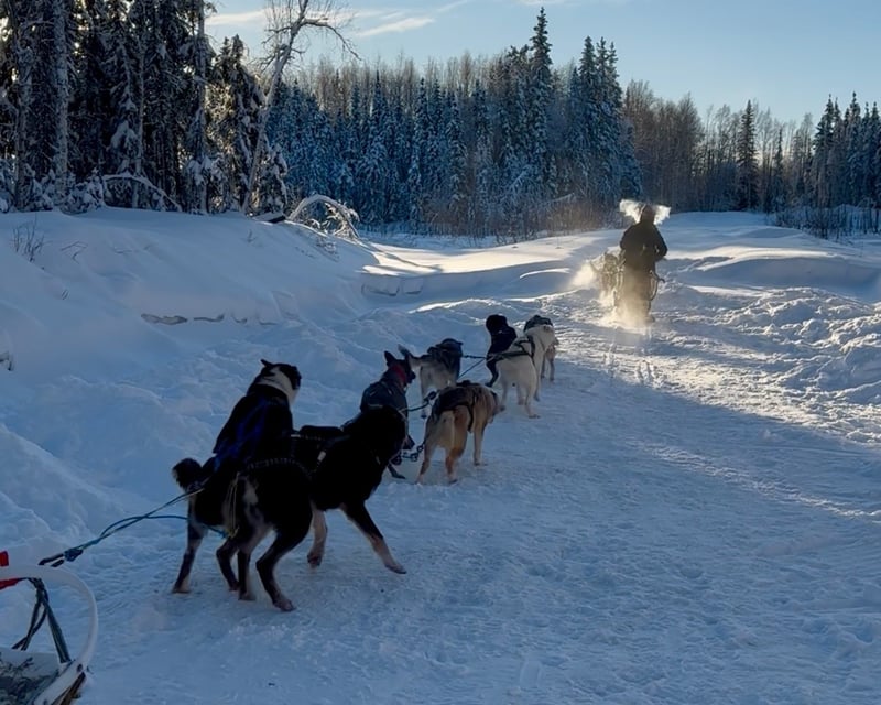 Dog Sled Ride & Husky Kennel Visit in Salcha, Alaska