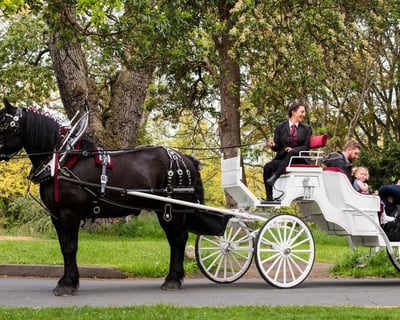 Ride a 60-Minute Beacon Hill Park Carriage Tour