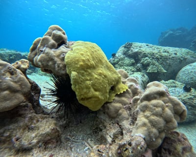 Private 3-Hour Snorkel Charter in Kailua-Kona