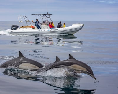 Private Whale Watching Charter in San Diego