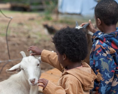 Goat Playground Visit in Stafford