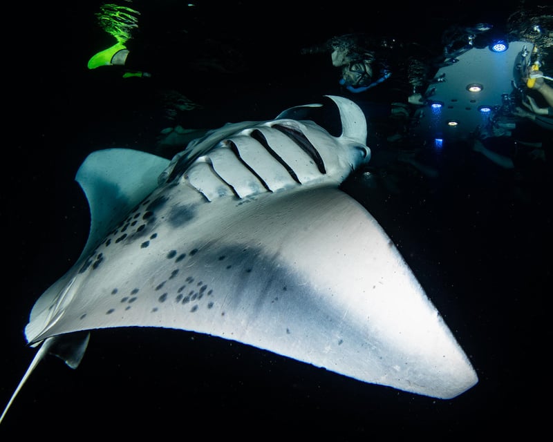 Private Night Manta Ray Snorkel Charter in Kona