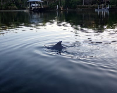 Crystal River Wildlife Eco Tour