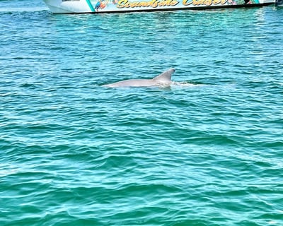 2-Hour Dolphin Cruise on Choctawhatchee Bay