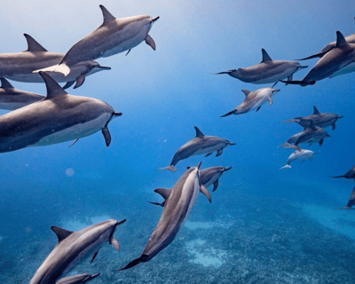 Lanai Snorkel and Dolphin Watch Eco-Raft Tour