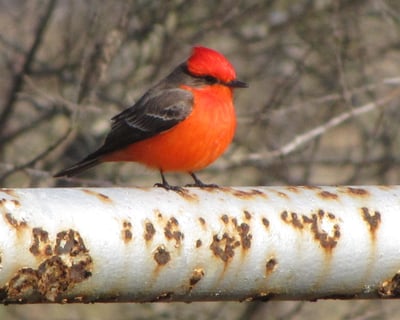 Half-Day Birding Tour at King Ranch