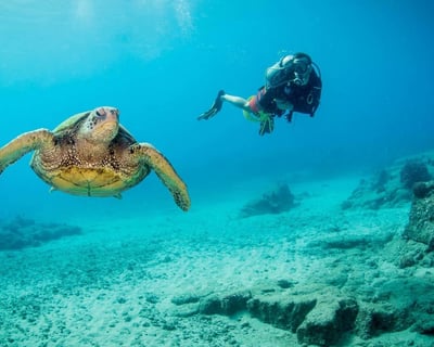 Kauai's Ultimate Shore Dive – South Island