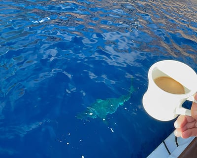 Coffee Sail Charter in Oceanside