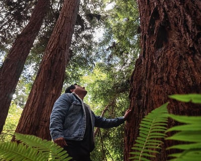 Coastal Redwood Hike & Lunch in Fort Bragg