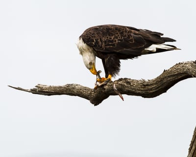 Spot Dolphins & Birds on Secluded Sunset Cruise