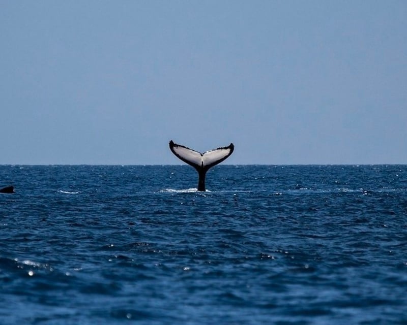 Nantucket Whaling History Private Charter