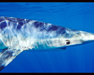 San Diego Shark Snorkeling: Blue & Mako Sharks