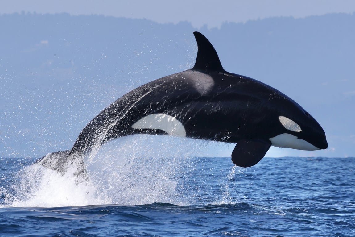 6-Hour Orca Whale Watching in Moss Landing
