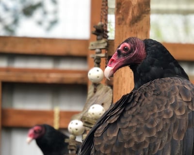 Private Raptor Tour in Corvallis