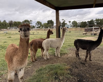 Take a Private Alpaca & Farm Animal Tour in Murrieta