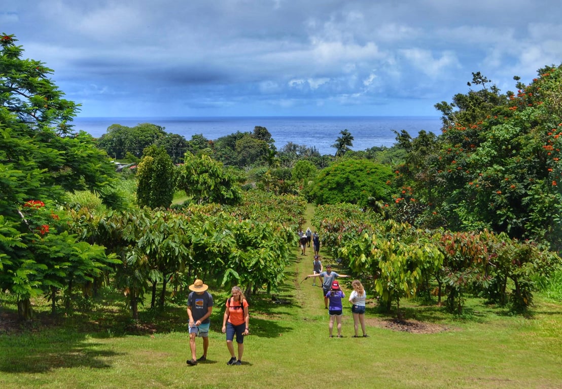 Hawaiian Cacao Farm Tour with 12-Course Tasting