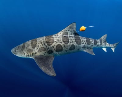 Shark Fishing Charter in South San Francisco