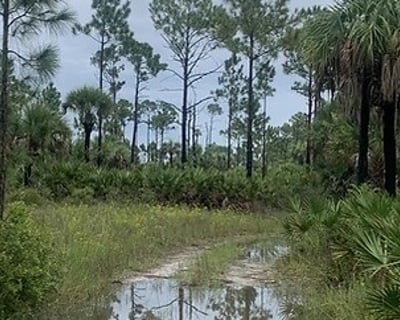 Fakahatchee Strand 4-Hour Jeep Safari