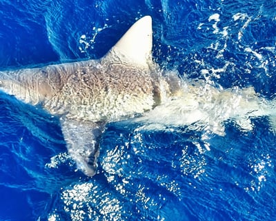 Fish for Trophy Sharks Near John's Pass on a 5-Hour Trip