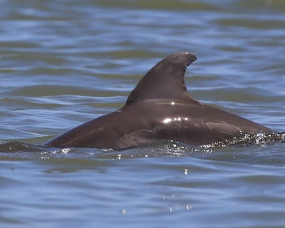 Dolphin & Wildlife Kayak Tour in Edgewater
