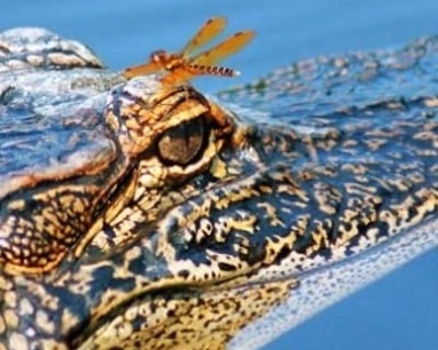 5-Hour Swamp Pontoon Boat Cruise in New Orleans