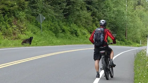 E-Bike & Guided Rainforest Walk at Clover Pass
