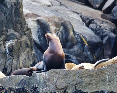 Seward 4-Hour Wildlife Cruise