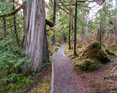 Old-Growth Creek Hike in Ketchikan