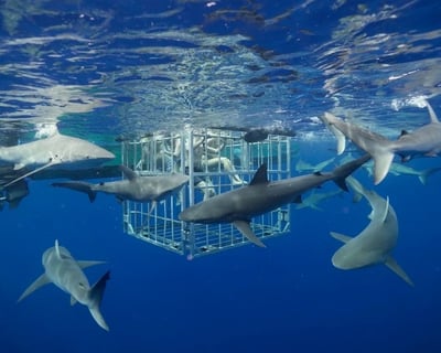 North Shore 2-Hour Shark Cage Diving Tour