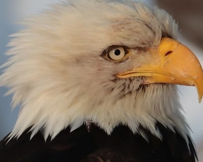 Ketchikan Private Wildlife & Totem Tour