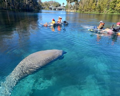 Silver Springs Clear Kayak with Manatees Orlando