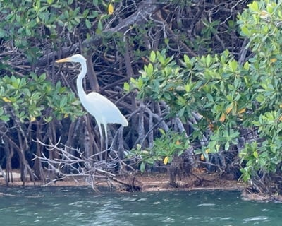 Key West Sandbar Boat Charter