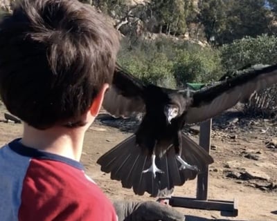 Escondido 5-Bird Falconry Experience