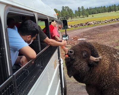 VIP Bearizona Backstage Bus Tour with Animal Encounters