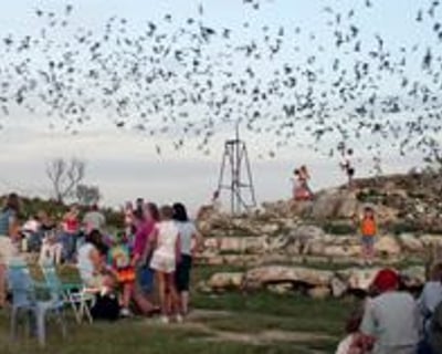 Sunset Bat Tour at Frio Cave