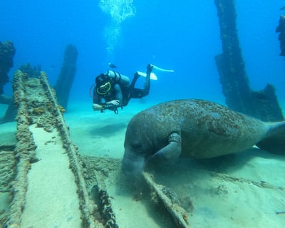 Beach Scuba Diving for Certified Divers in Aguadilla