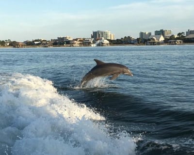 Orange Beach Dolphin Cruise