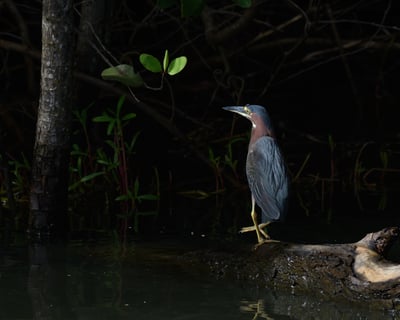 San Juan Lagoon Bird-Watching Tour