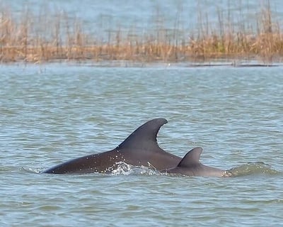 Private Dolphin Watching Boat Charter in Hilton Head