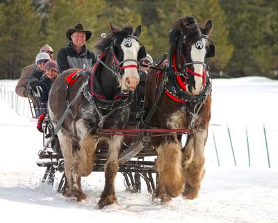 Private Horse-Drawn Ride in Pagosa Springs